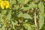 Common sneezeweed